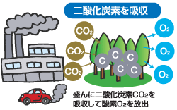 盛んに二酸化炭素CO2を吸収して酸素O2を放出